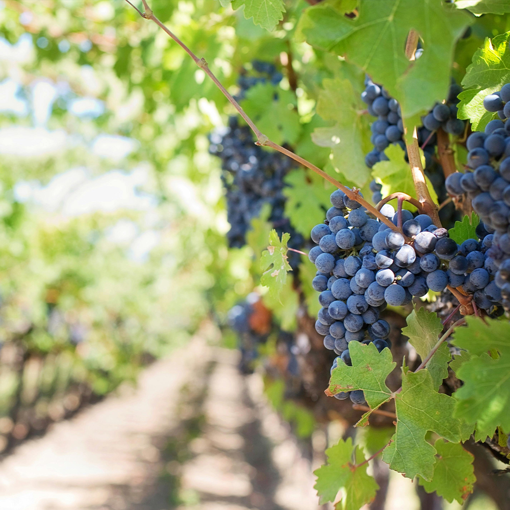 Visites de vignobles et dégustations